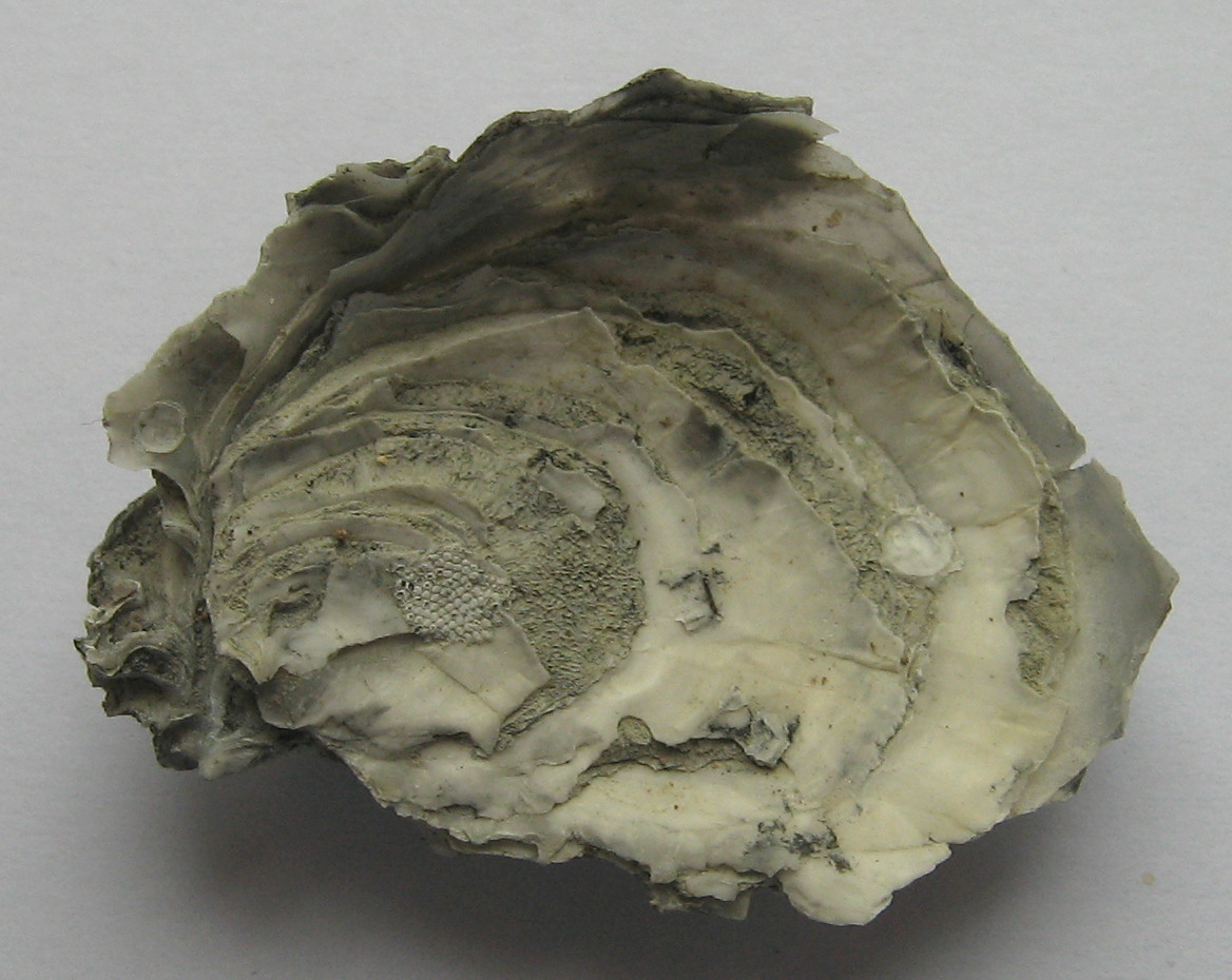 neopycnodonte coclear